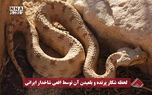 لحظه شکار پرنده و بلعیدن آن توسط افعی شاخدار ایرانی در پارک ملی کویر