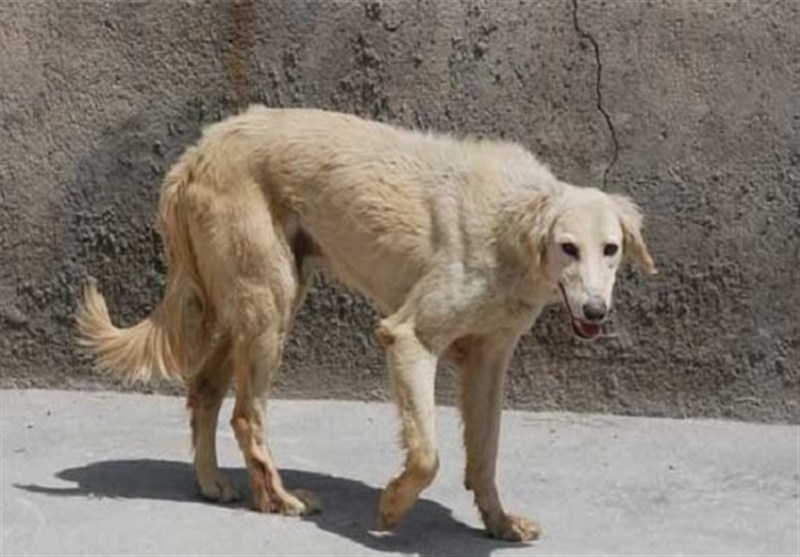 حمله سگ بلاصاحب به کودک 4 ساله در چهارباغ