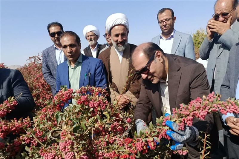 آغاز نمادین برداشت زرشک در افین با حضور مسئولان کشوری و استانی