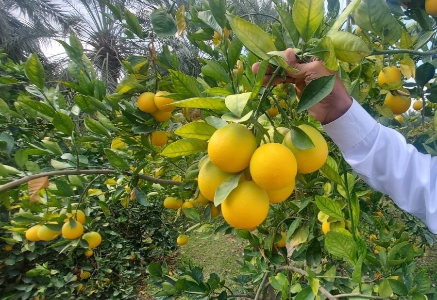 رفع موانع ترخیص کالاهای اساسی در امیرآباد؛ صادرات کیوی و مرکبات