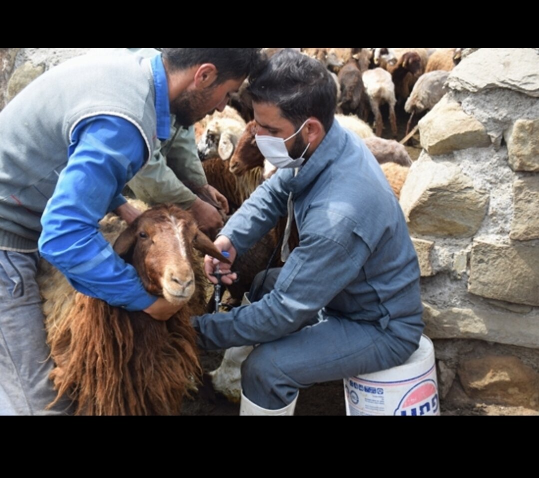 هزار رأس دام در شادگان علیه بیماری تب برفکی واکسینه شدند