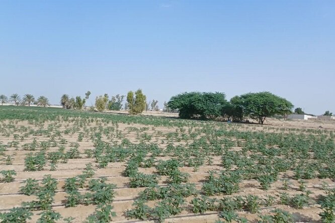 کشت ۸۰۰ هکتاری کنجد در حاجی‌آباد آغاز شد