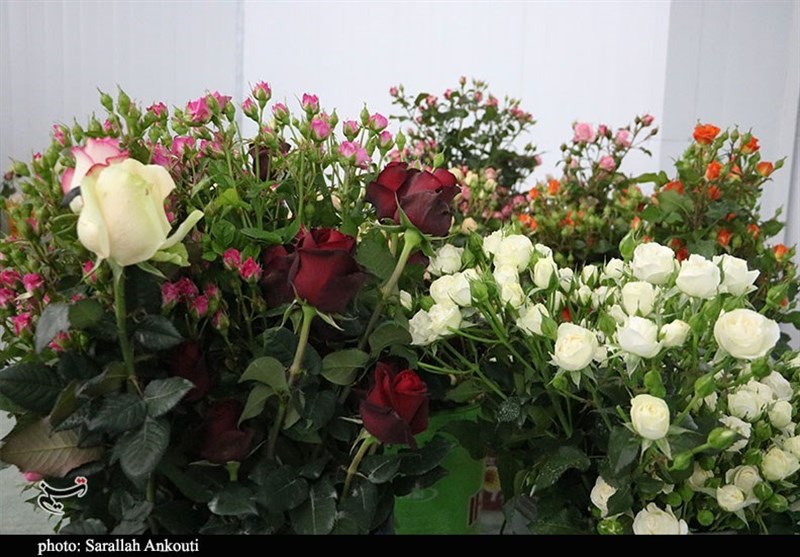رکوردشکنی تولید گل رز در گلخانه 5 هزار مترمربعی نیر یزد