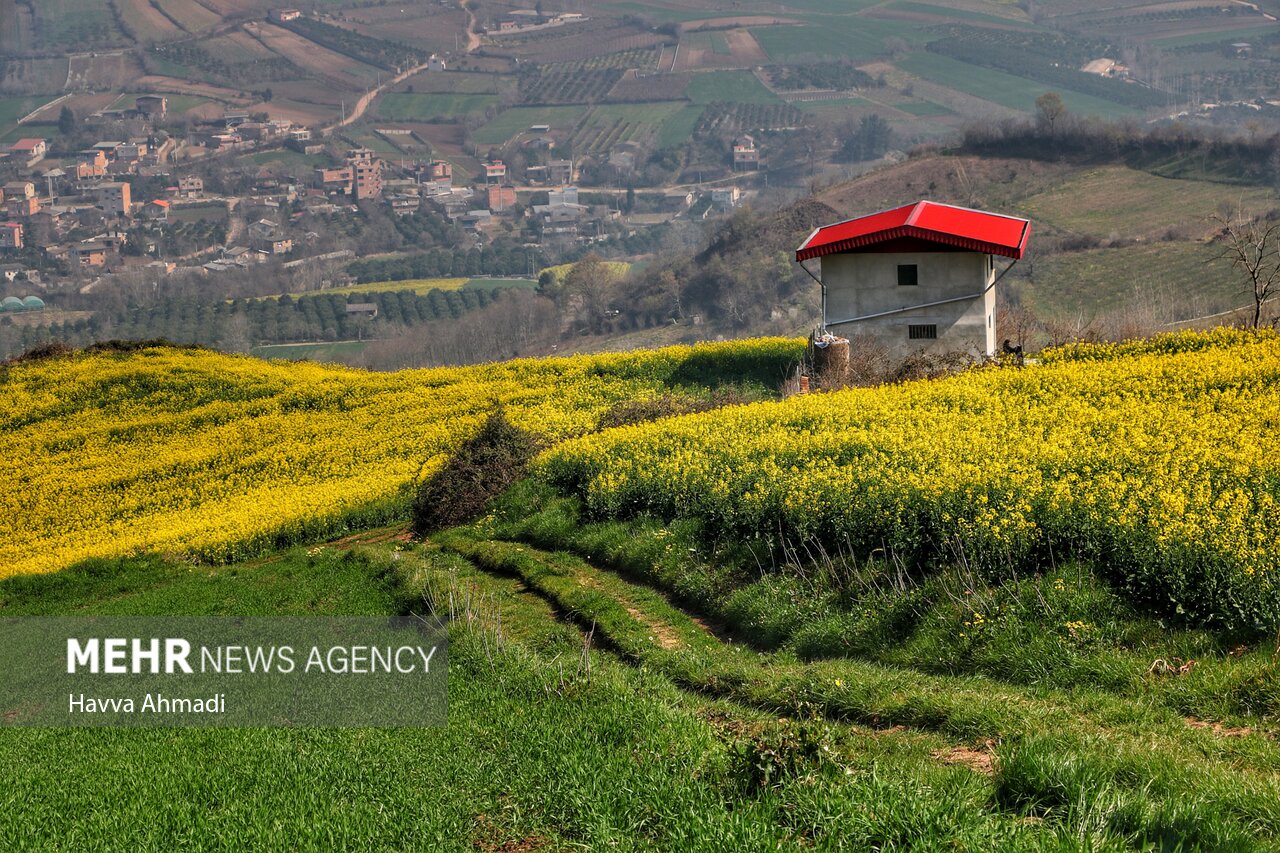 کشت کلزا در میاندورود آغاز شد