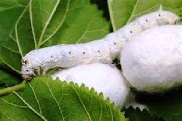 نوغانداری با تولید نهال توت اصلاح شده توسعه می‌یابد