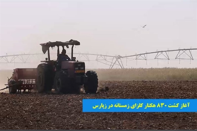 آغاز کشت 830 هکتار کلزای زمستانه در اراضی زپارس
