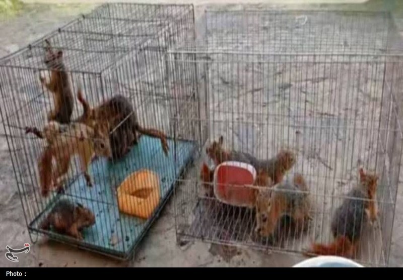 بازگشت 13 سنجاب کوچک به آغوش طبیعت زاگرس