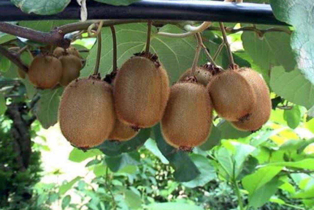 ۳۲ هزار تن کیوی و نارنگی از مازندران به بازارهای  جهانی راه یافت