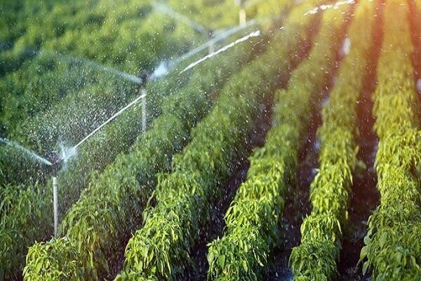 آبیاری نوین؛ راهکار عبور دشتستان از چالش کم‌آبی کشاورزی