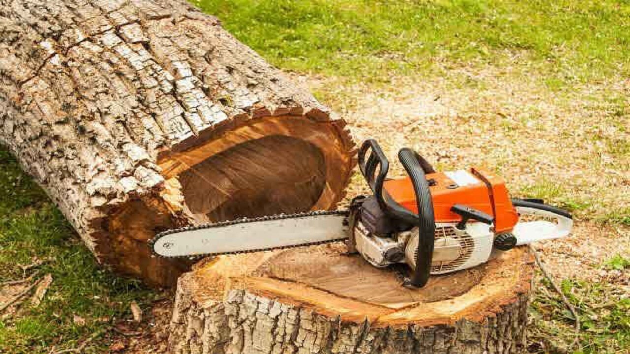 دستگیری عامل قطع درختان جنگلی در جنگل‌های سوها
