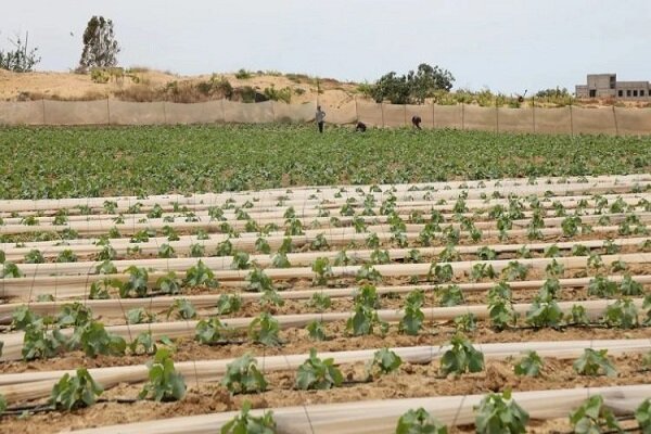 نابودی ۹۴ درصدی فعالیت‌های صنعتی و کشاورزی در غزه