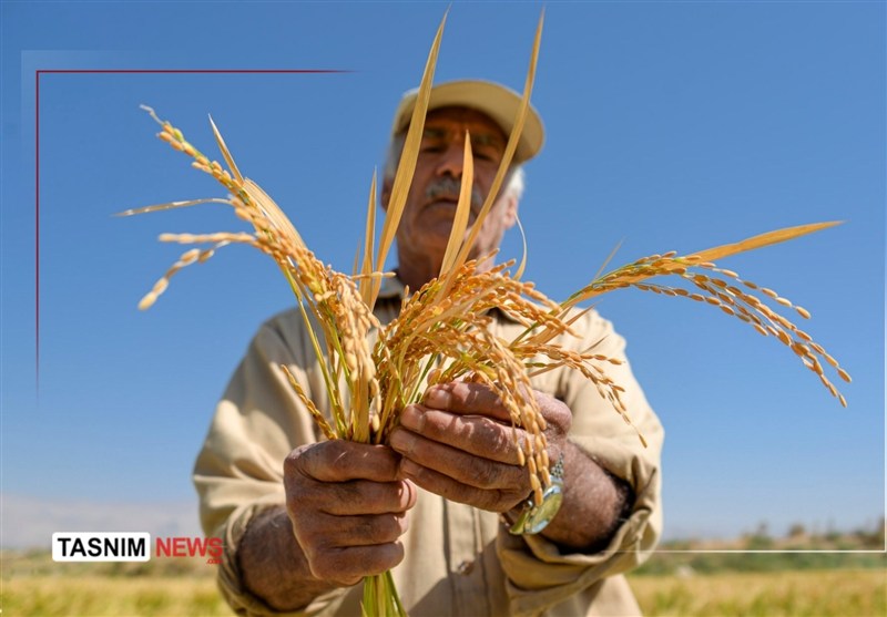 وقتی برنج خارجی نفس شالیزارهای شمال را می‌گیرد/ دولت به داد برسد