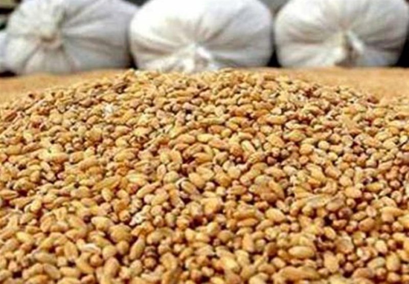 برنامه جدید کاهش وابستگی به واردات نهاده‌های دامی اعلام شد