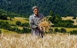 هشدار گندمکاران درباره تأخیر در کشت پاییزه؛ چرا پول گندمکاران هنوز تسویه نشده است؟