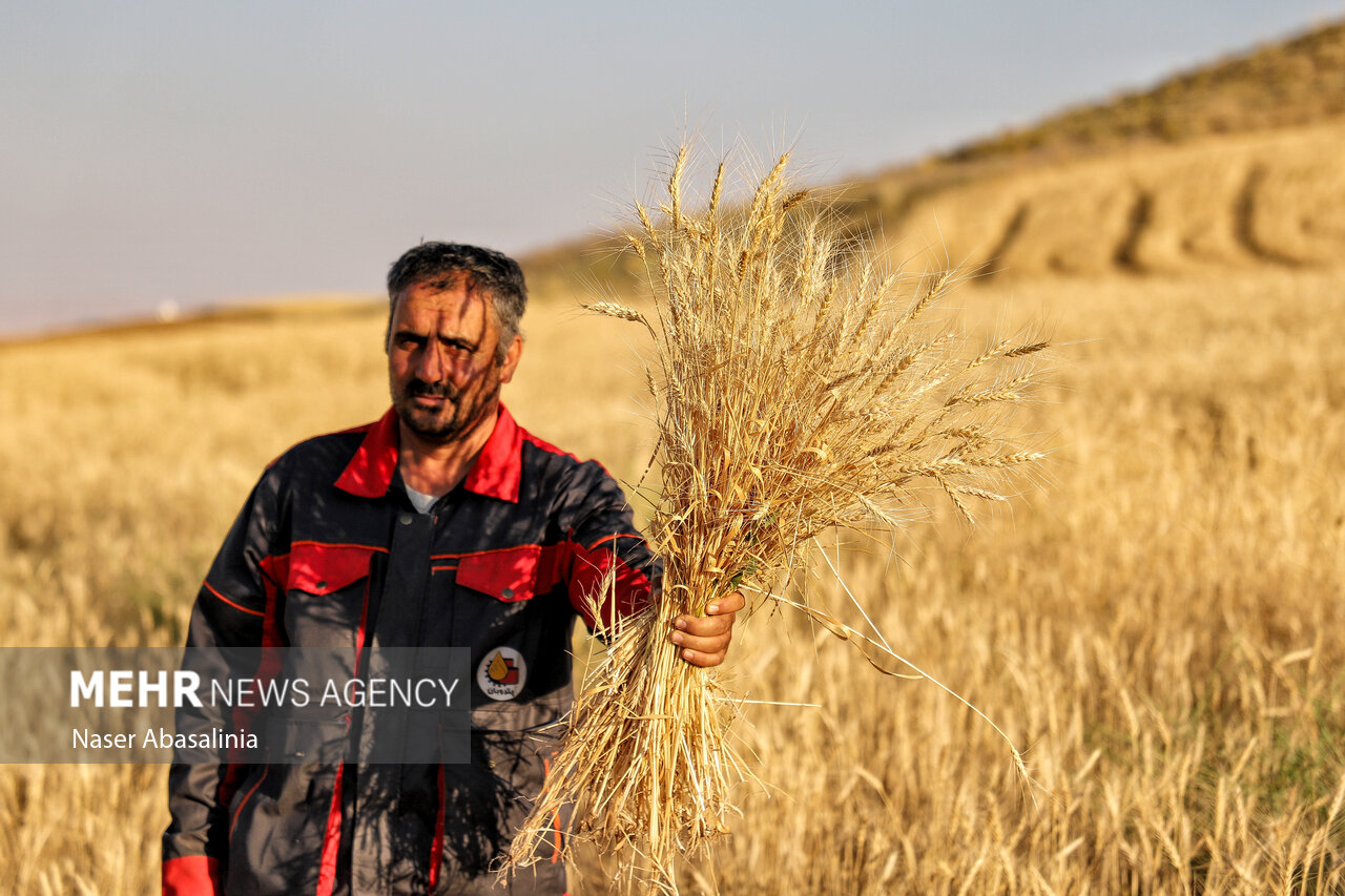 ۱۷ همت دیگر برای گندمکاران واریز شد