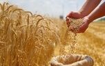 ۹۵ درصد مطالبات گندم‌کاران پرداخت شد