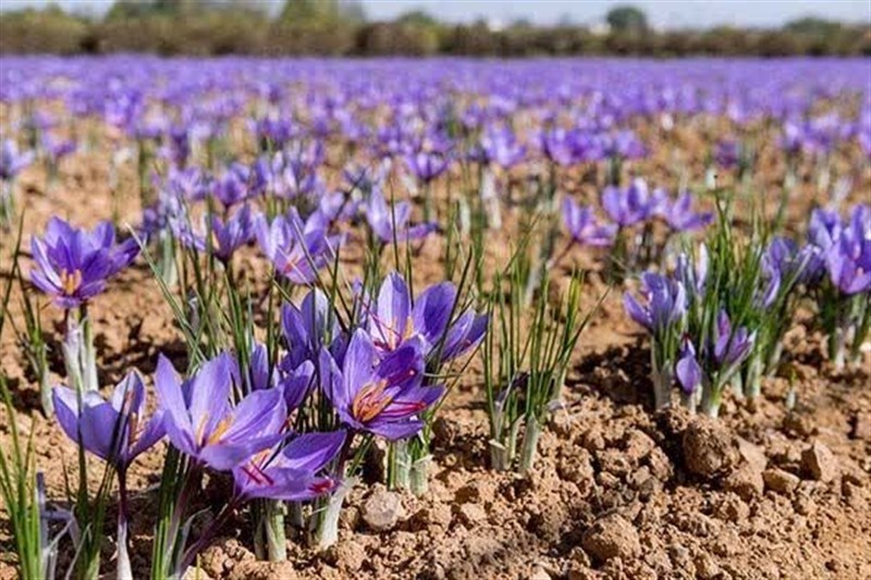 توسعه 45 هکتار زعفران در ماهنشان؛ راهکاری کلیدی برای مدیریت بهینه آب