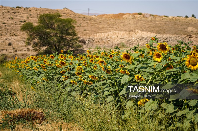 شناسنامه‌دار شدن زمین‌های کشاورزی برای کنترل باقیمانده سموم