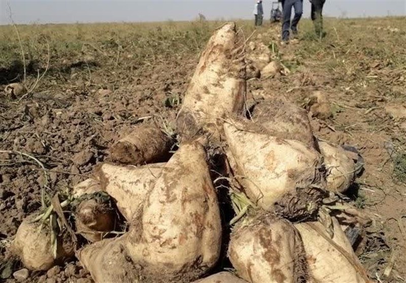پیش‌بینی تولید 850 هزار تن چغندرقند در مزارع خراسان رضوی