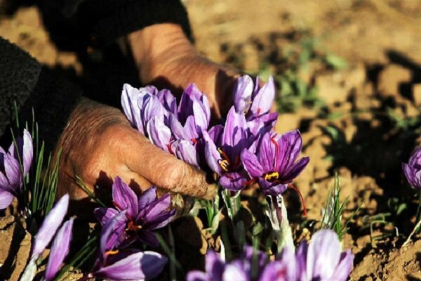 گردش ۸۲ میلیارد تومانی صندوق‌های زعفرانی +قیمت زعفران در بورس کالا