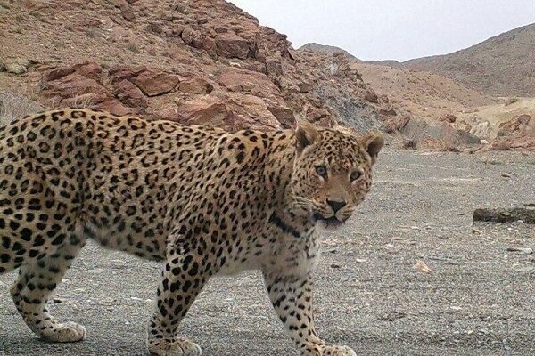 ثبت حضور پلنگ «دماوند» در منطقه شکارممنوع کوه سفید