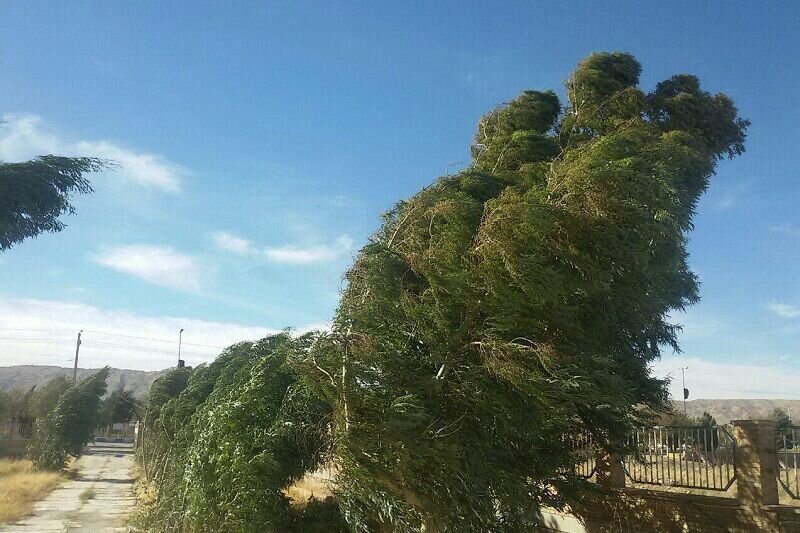 شستشو برگ گیاهان پس از وزش باد ضروری است