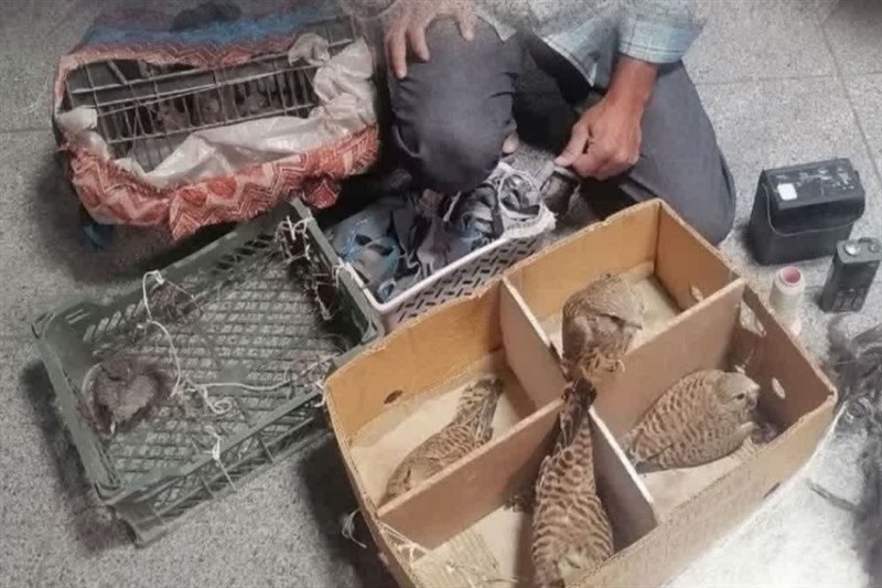 دستگیری صیاد حرفه ای پرندگان شکاری کمیاب در مشهد