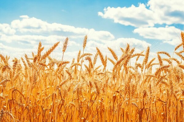 احتمال پیدایش آفت زنگ زرد در مزارع گندم استان بوشهر
