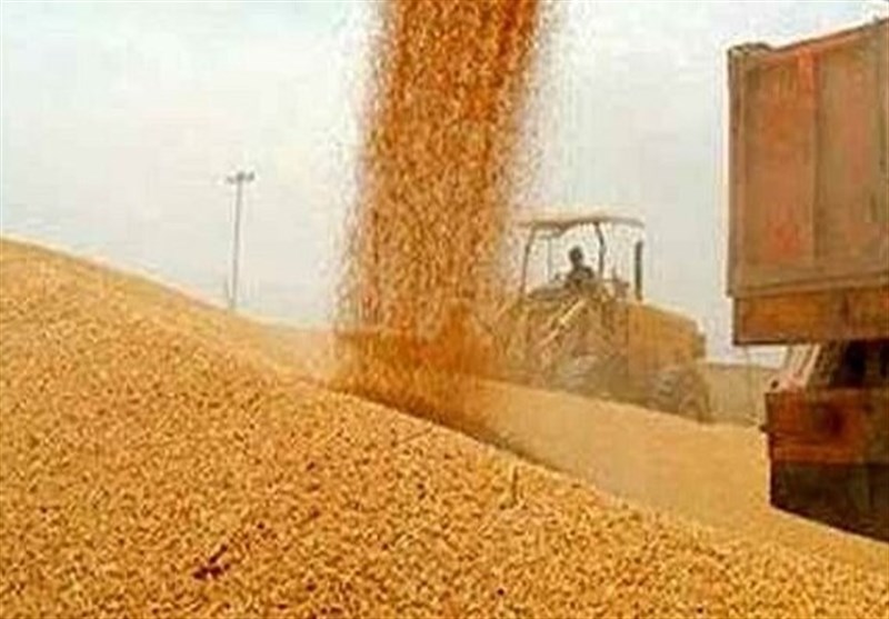 اعلام سقف قیمت ارزی گندم، چای و برنج برای ثبت سفارش