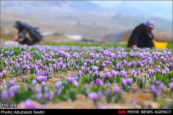 کاهش قیمت زعفران نگین در بورس+ معرفی ابزار سرمایه‌گذاری
