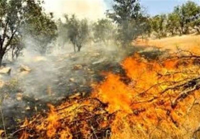آتش‌سوزی به 30 هکتار از جنگل‌های بلوط ارمند آسیب رساند