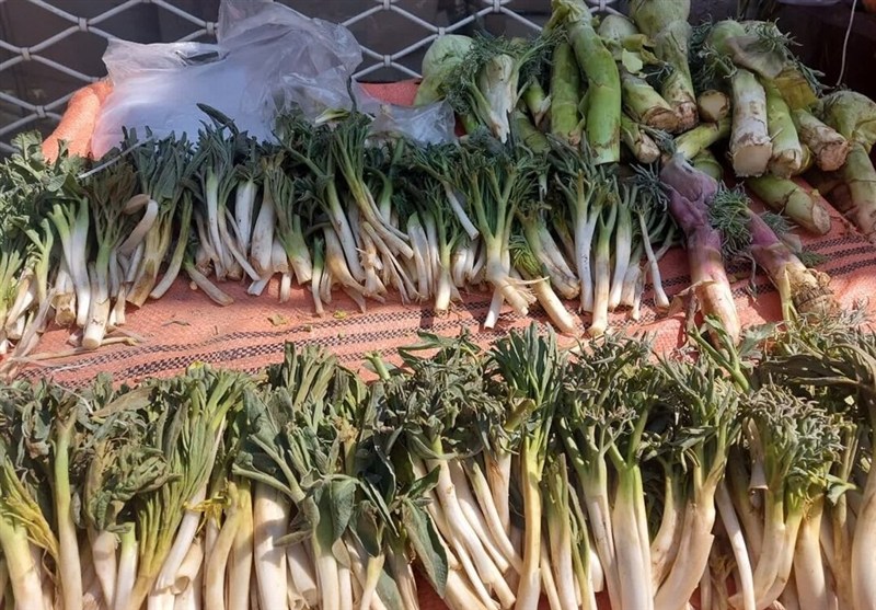 توقیف محموله 1250 کیلویی کمای بیابانی قاچاق در خواف