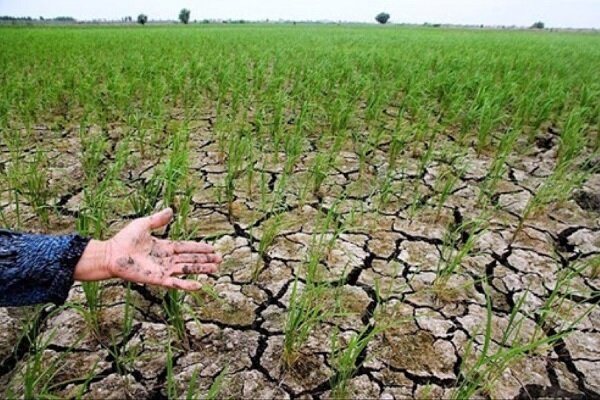دستورالعملی برای مقابله با ال‌نینو به کشاورزان خوزستانی ابلاغ می‌شود