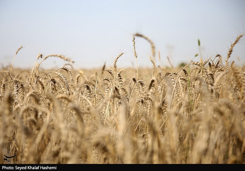 2.5 میلیون تن گندم خریداری شد؛ پرداخت‌ مطالبات فعلاً علی‌الحساب است