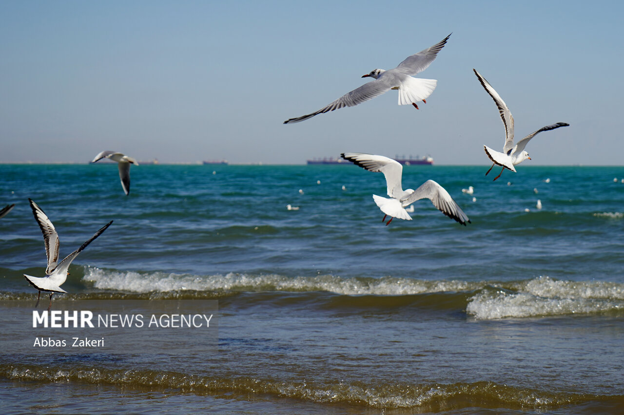 صدور هشدار نارنجی برای خلیج‌فارس؛ ارتفاع موج به ۲۴۰ سانتی‌متر می‌رسد