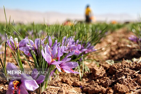 اینفوگرافیک؛ طلای سرخ در سرزمین نخلستان