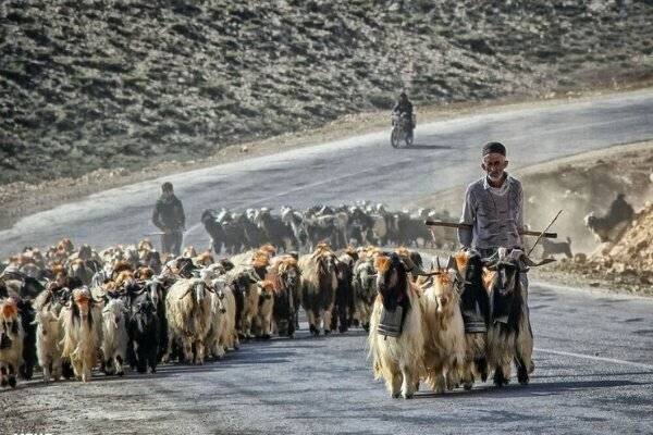 حضور ۹ تیره عشایری در بخش ارم؛ لزوم تقویت ساختار و زیرساخت‌ها
