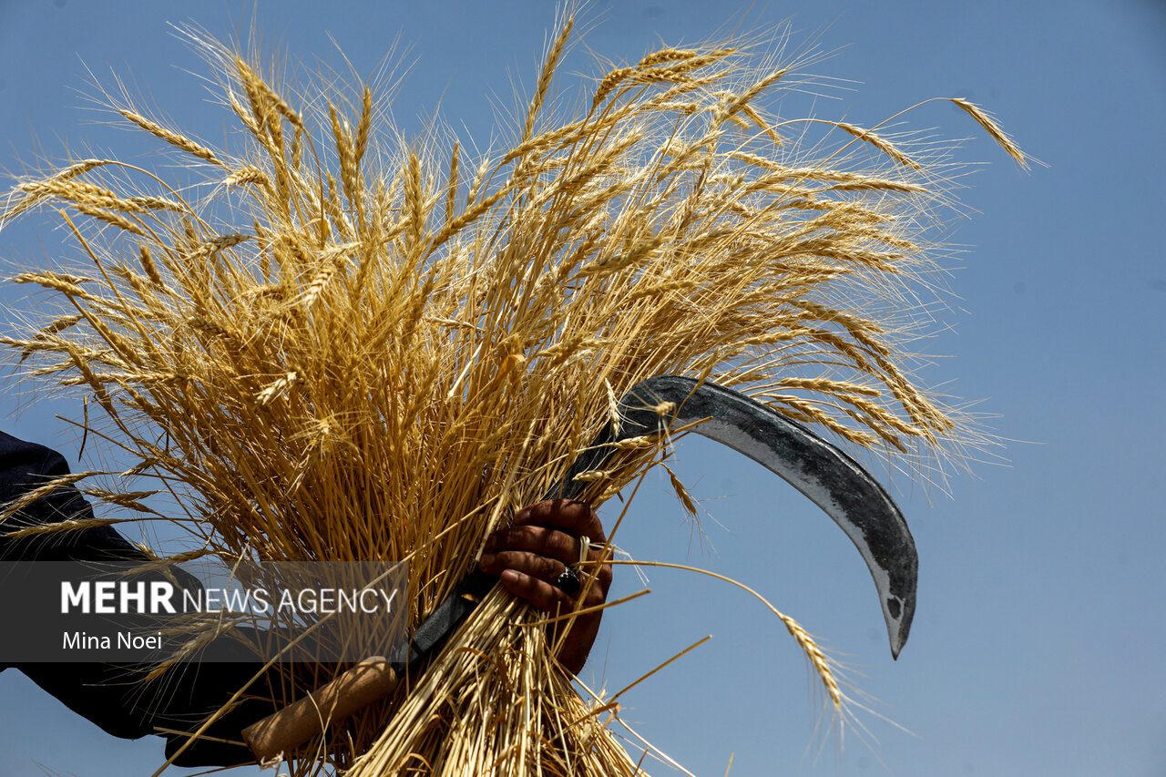بیش از ۱۰۶ هزار تن گندم در خوزستان تاکنون خریداری شده است