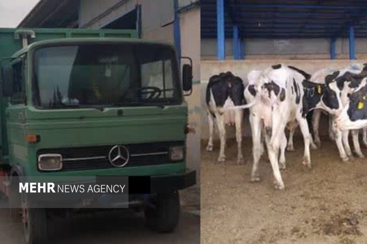 توقیف خودروی حامل ۳ رأس احشام قاچاق در رباط کریم