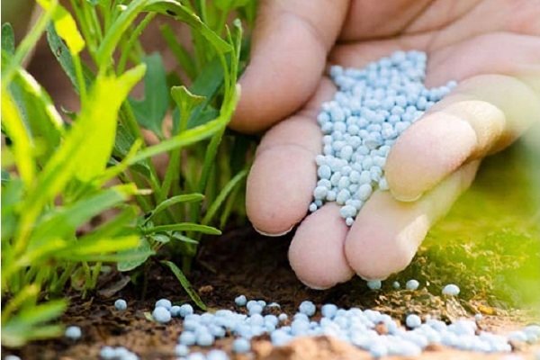 توزیع کود شیمیایی در استان تهران ۲۲ درصد افزایش یافت