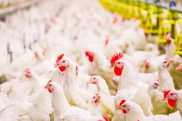 رشد 63 درصدی تخم مرغ خوراکی