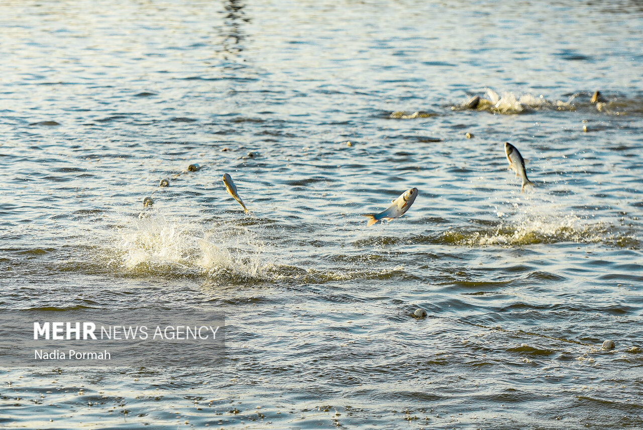 مرمت و بهسازی ۵ هکتار آب‌بندان روستای کرچنگ قائم‌شهر