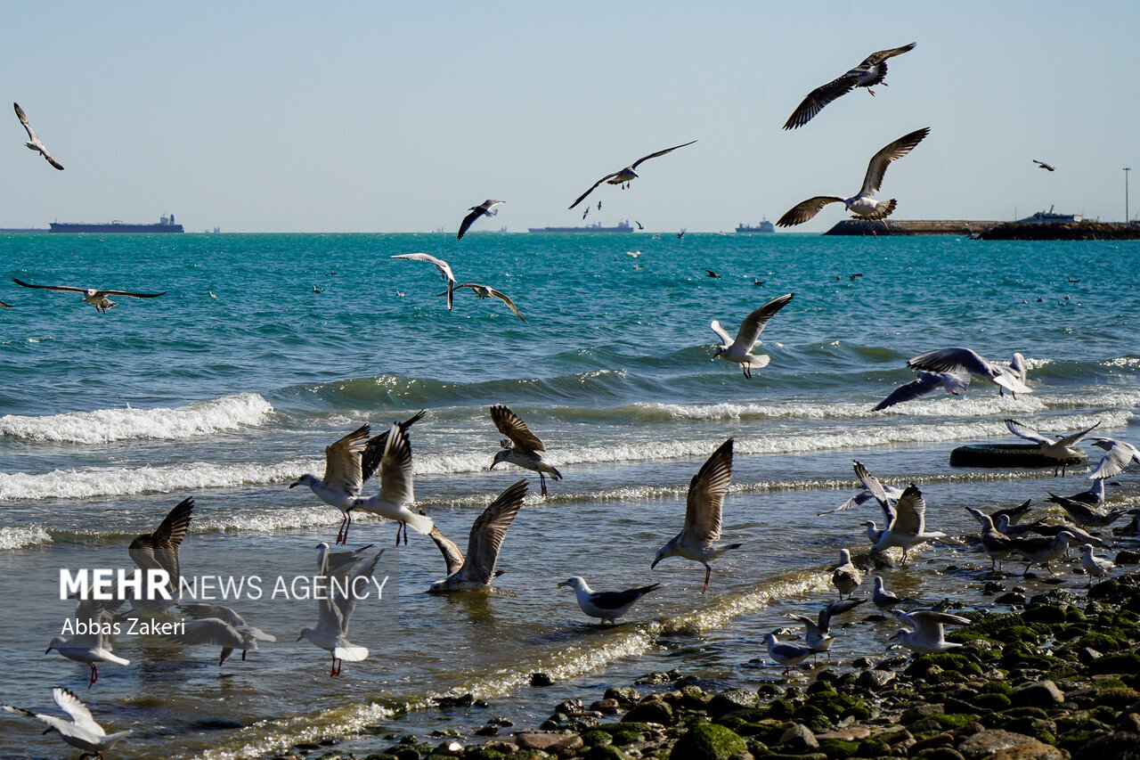 دریا در استان بوشهر مواج است