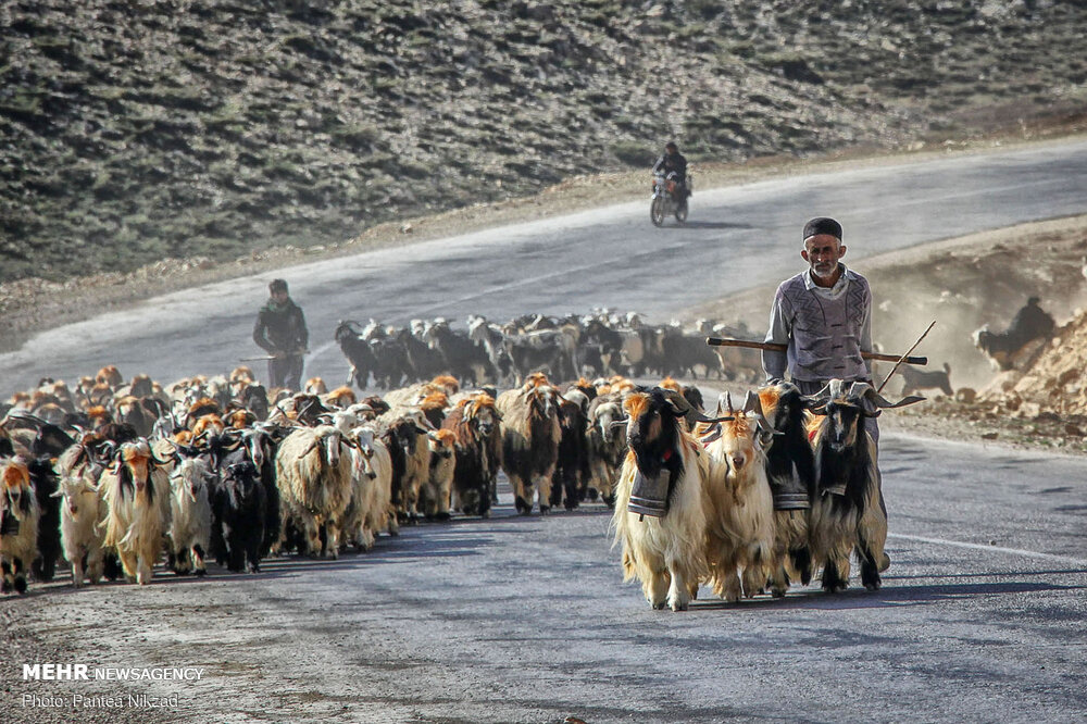 جاده کندوان برای کوچ احشام مسدود شد