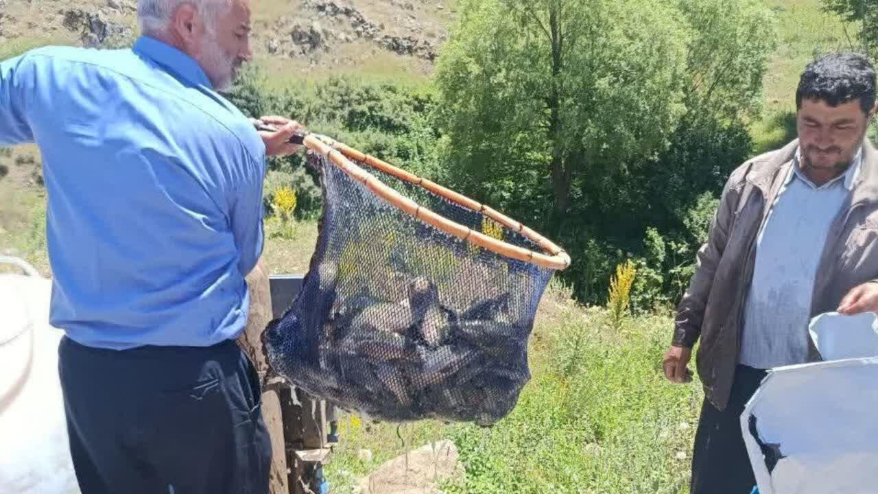 رهاسازی آزمایشی ۱۵۰۰ قطعه ماهی سردآبی در سد سپیران ثمرین اردبیل