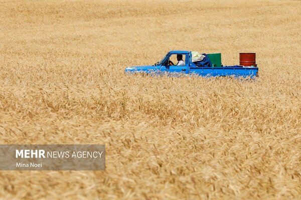 مشکلات بیمه اجباری مزارع گندم; از سهم دولت گرفته تا حقوق کشاورزان