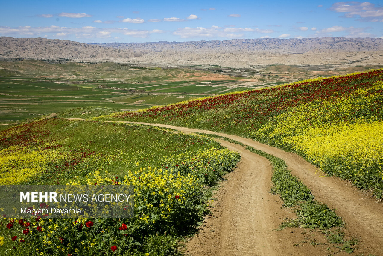 برداشت ۱۵ هزار تن کلزا از مزارع مازندران؛خشکسالی سطح کشت را کاهش داد