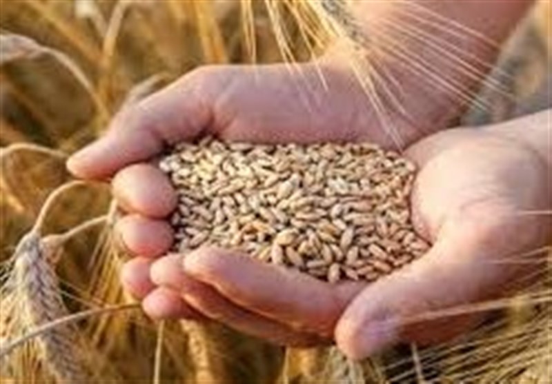 20 هزار تومان جایزه تحویل به نرخ پایه خرید تضمینی گندم اضافه شد