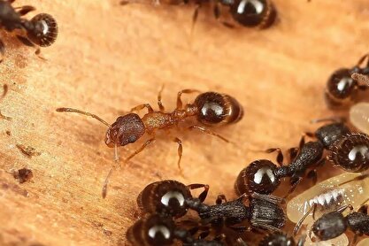 وقتی همه ملکه هستند؛ کشف گونه‌ای مورچه که نر و کارگر ندارد