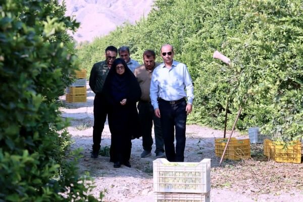 پیش‌بینی برداشت بیش از ۱۵ هزار تن مرکبات از باغات  دشتی